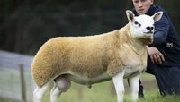 जगातल्या सगळ्यात महाग मेंढीचा लिलाव, किंमत ऐकून हैराण व्हाल