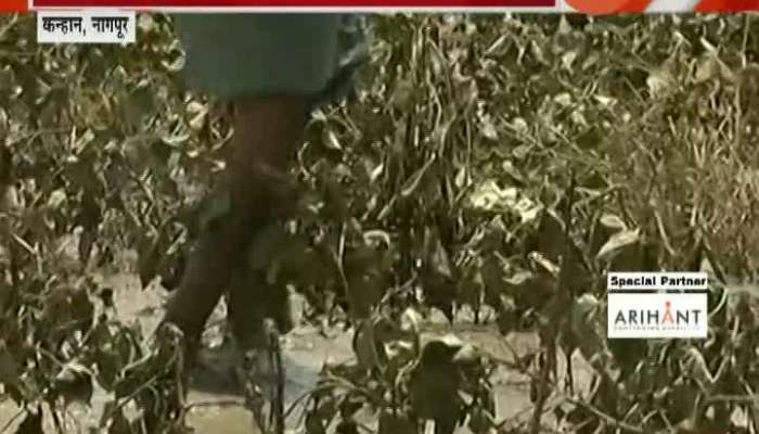 Nagpur,Kanhan Farmer Loss In Flood