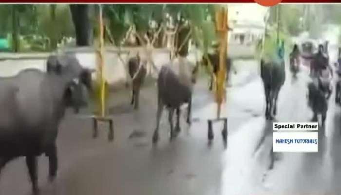 Viral Video Of Buffalo Dragging Barricade Stuck On Back.
