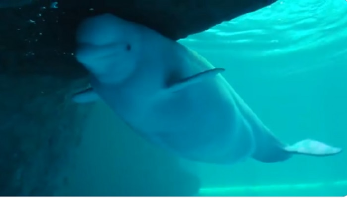 पहिल्यांदाच आई झाली ही Beluga Whale, जन्माला येताच पिलानं केलं सर्वांना हैराण 