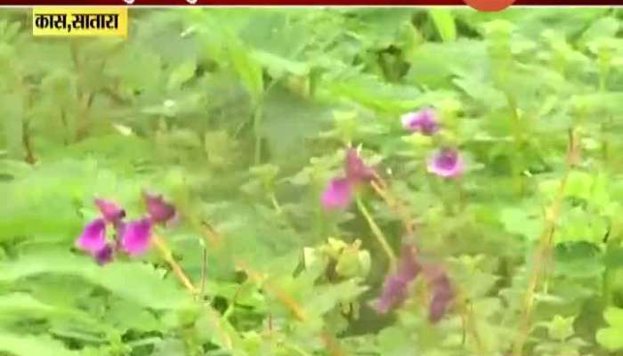 Satara,Kaas Report On Colourful Flower