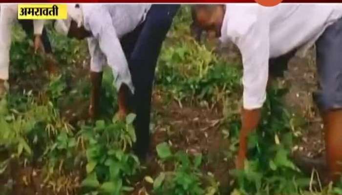 Amravati Soyabeen Farmers In Trouble
