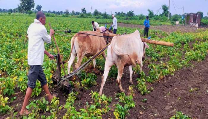 सोयाबीनवर खोडमाशीचा प्रादुर्भाव;  दीड एकरवर शेतकऱ्याने चालवला वखर