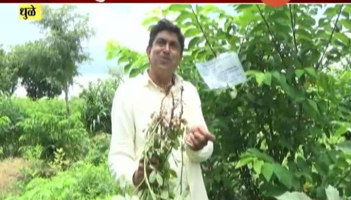 Dhule Farmer Dilip Patil Doing Organic Farming Without Using Urea