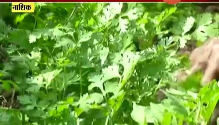 Nashik Success Story Of Farmer Vinayak Himade Growing Coriander