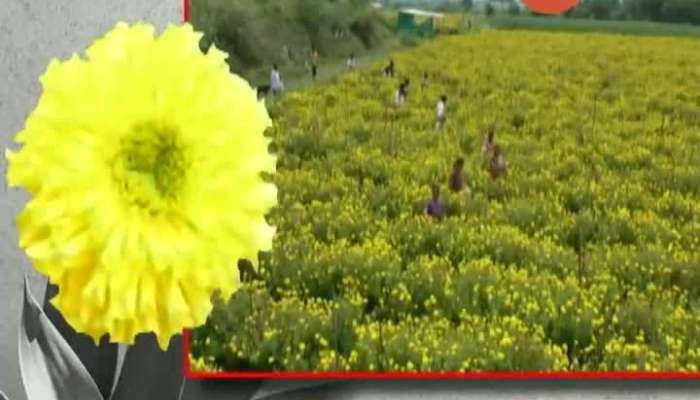 Pune,Ambegaon,Valti Farmer Dhondibhau Bhor Zendu Flower Farmer Get Profit Of 62 Lakh