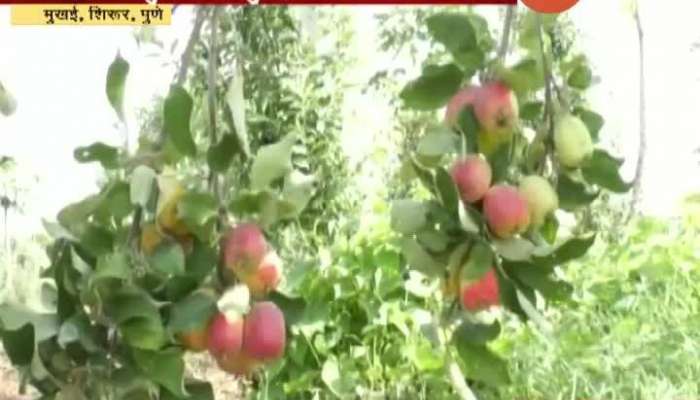 Pune Shirur Farmer Successful In Apple Farming In Hot Climate