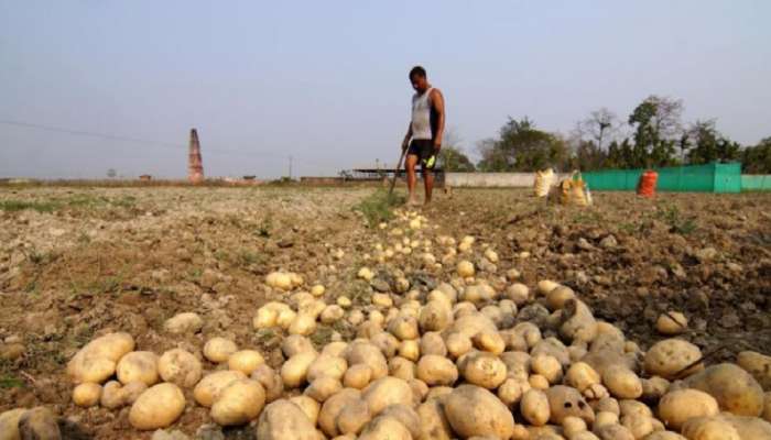मुसळधार पावसामुळे बटाटा उत्पादक शेतकरी संकटात