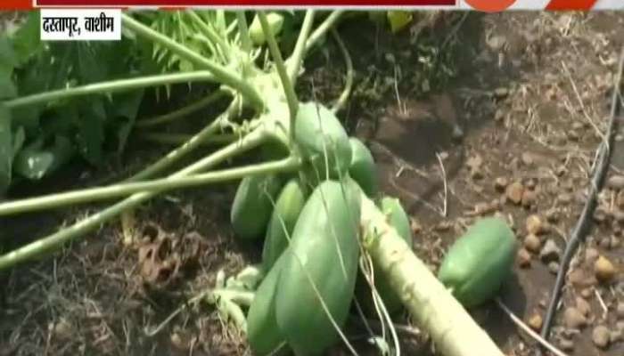 Heavy Rain In Washim,Dastapur Farmers Suffer Loss.