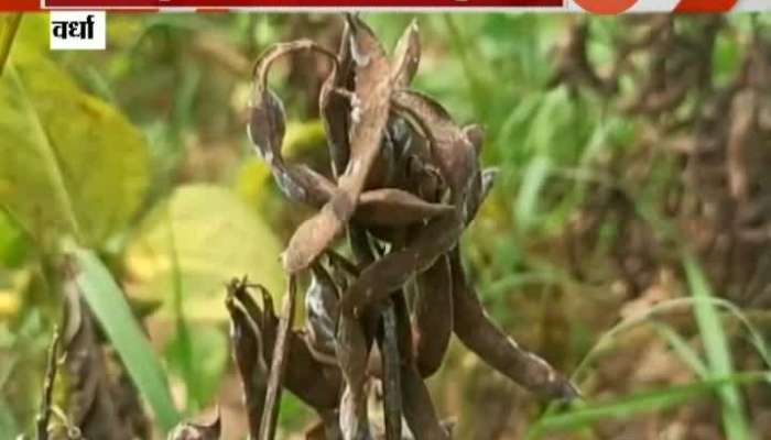 Wardha Farmers In Problem As Soyabean Farms Destroyed From Heavy Rain