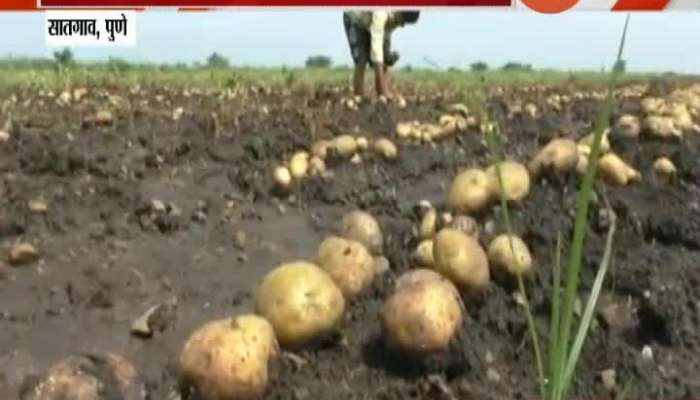 Pune Satgaon Farmers In Problem As Potatoes Farm Washout From Heavy Rainfall