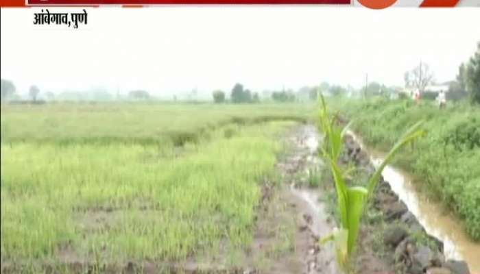 Pune Ambegaon Farmers In Problem Of Heavy Rainfall Destroying Onion Crops