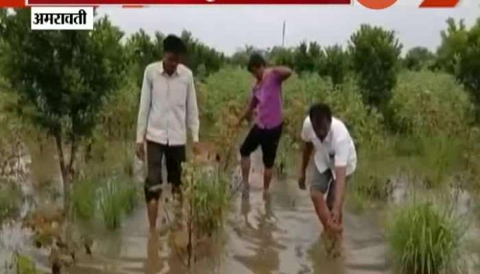 Amravati Due To Heavy Rain Farmer Suffer Loss