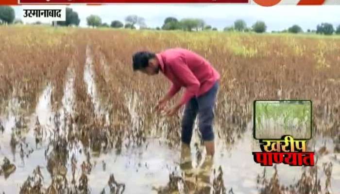 Osmanabad Farmers In Problem As Soyabean Crops Damaged Of Heavy Rain