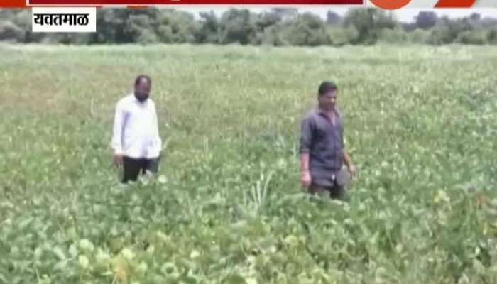 Yavatmal Farmers In Trouble Due To Heavy Rain