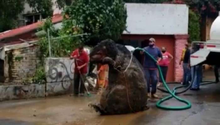 भल्यामोठ्या उंदराचा व्हिडिओ सोशल मीडियावर तुफान व्हायरल