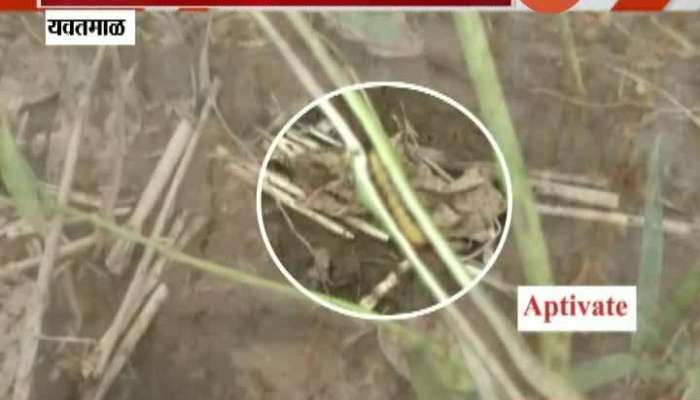 Yavatmal Soyabeen Farmers Suffer Loss Due To Heavy Rain