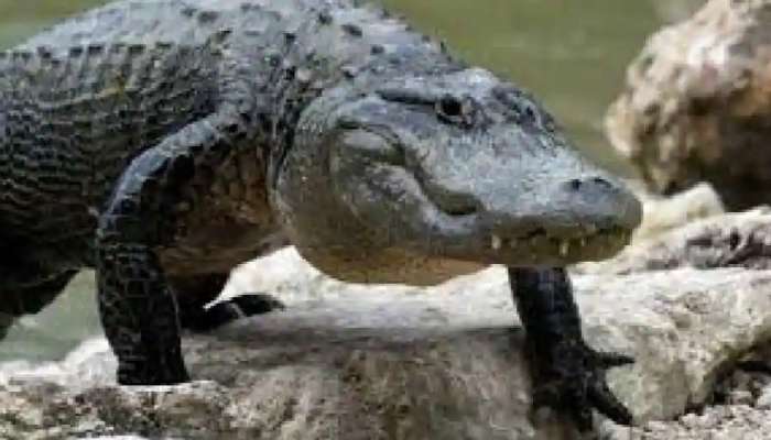 नोकरीची संधी पण काम म्हणजे मृत्यूचा खेळ, जाणून घ्या 