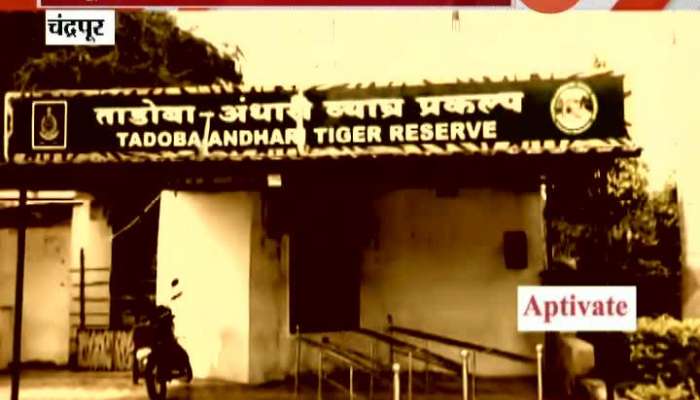 Chandrapur Tadoba Andhari Tiger Reserve To Reopen In Unlockdown