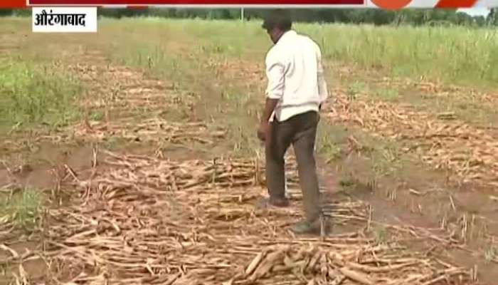 Aurangabad Farmer Facing Heavy Loss From Damage Of Crops Of Heavy Rainfall In The Region