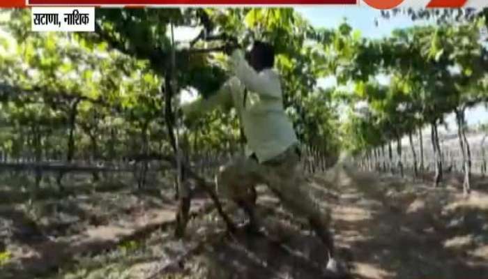 Nashik Satana Farmer Destroying Grapes Farm For Rising Expence And No Market Demand