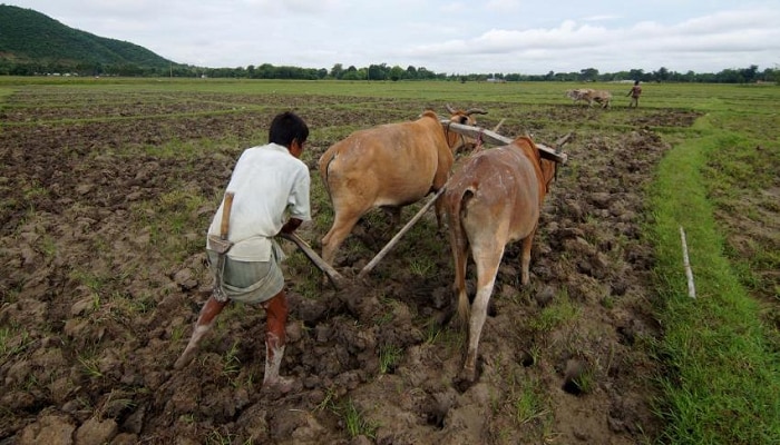 परतीच्या पावसाचा शेतकऱ्यांना फटका ; १ लाख ३० हेक्टर पिक वाया