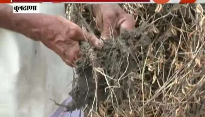 Buldhana Uncertain Rain Damage Soyabeen Farmers