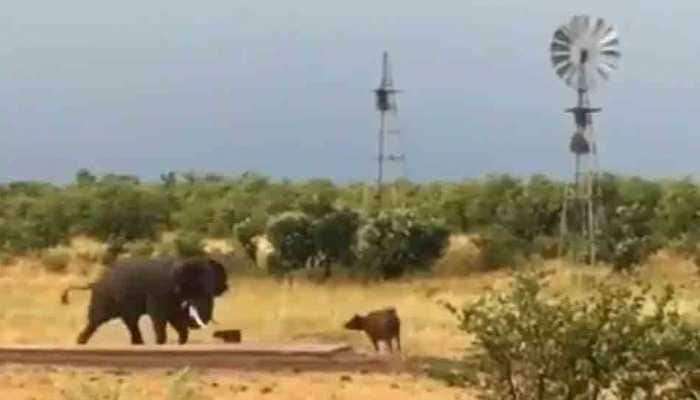 गेल्या २० वर्षात &#039;पॉज&#039;ने वाचविले ३६ हजार वन्यजीवांचे प्राण