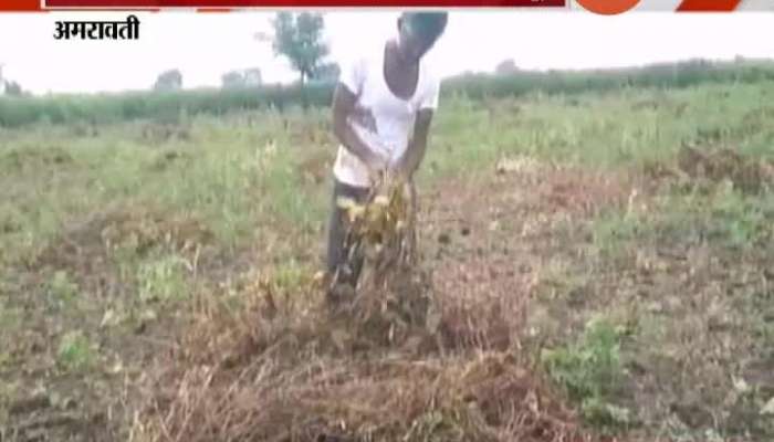 Amravati Soyabean Farmers In Problem From Returning Monsoon