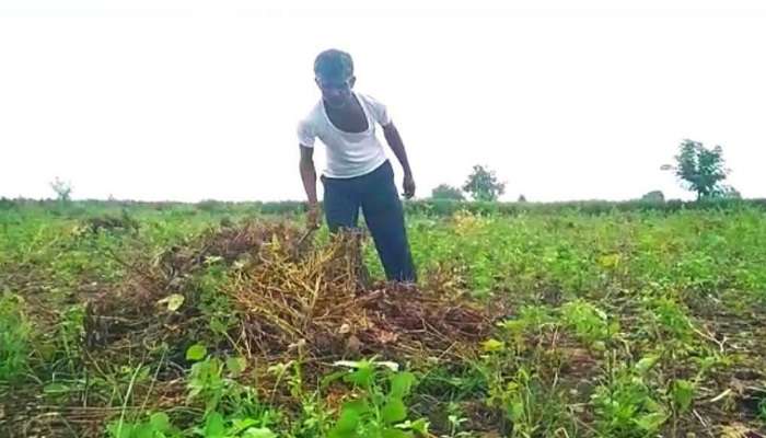 सोयाबीनला परतीच्या पावसाचा फटका, शेकडो हेक्टर शेतीचं नुकसान 