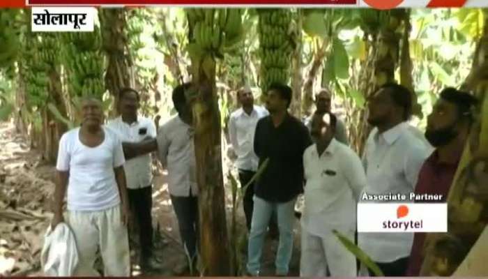 Solapur Banana Farmers In Trouble