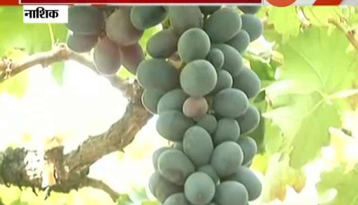 Nashik Indian Grapes Export Stop In Russia