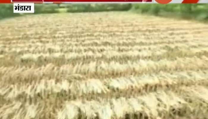 Bhandara Rice Farmers In Loss Due To Heavy Returning Rain