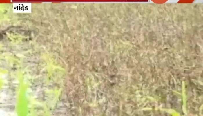 Nanded Farmers In Problem From Returning Monsoon Damage Soyabean Crop