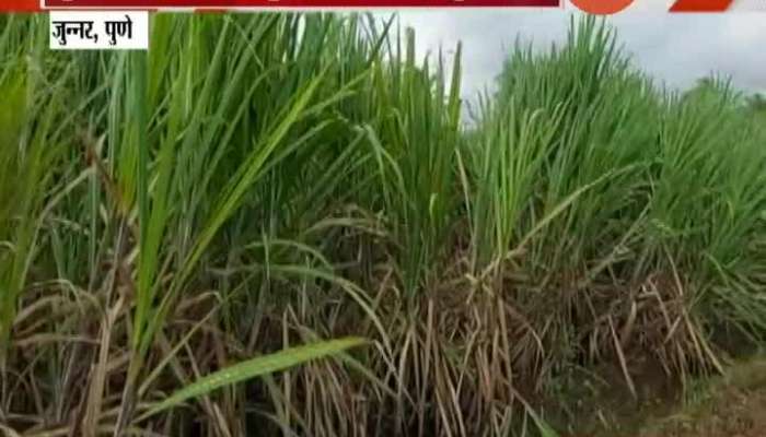 Pune,Junner Returning Rain Damage Sugarcane Crop