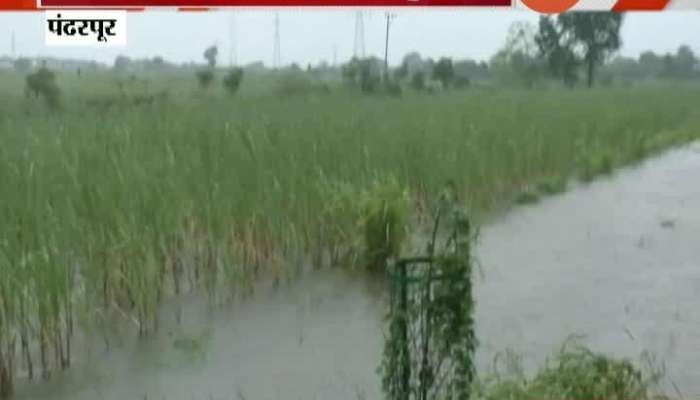 Pandharpur Crops Damage From Heavy Rainfall And Water In Farm