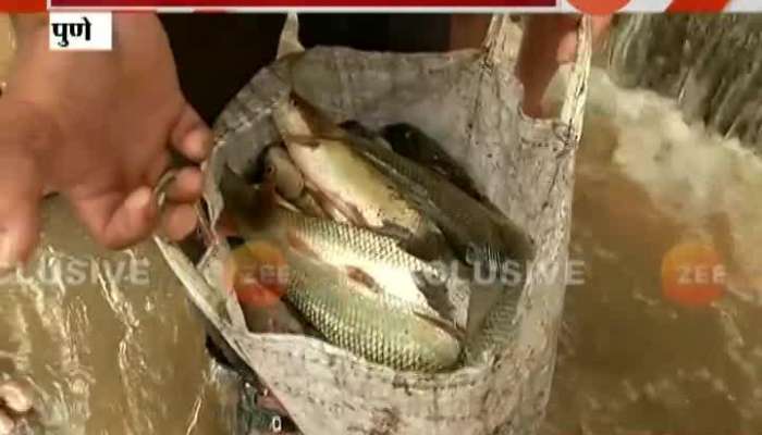 Pune,Katraj People Caught Fish On Road In Heavy Rain