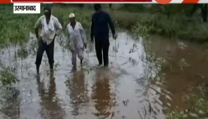 Osmanabad Returning Heavy Rain Impact On Soyabeen Farmers