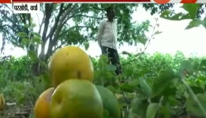 Vardha Orange Farm Farmers In Problem For No Market Demand
