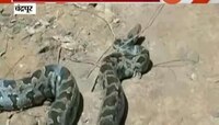 चंद्रपूर | राजुरा शहरात ८ फुटी अजगर 