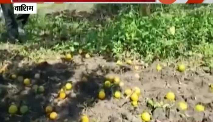 Washim Returning Rain Damage Oranage Farm,Farmers Reaction