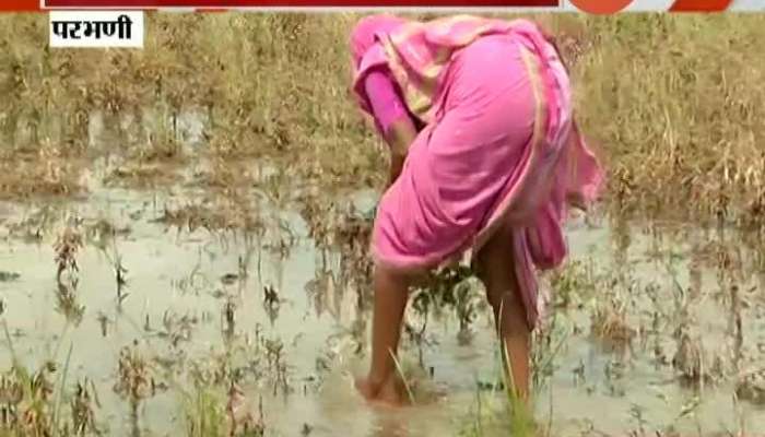 Parbhani Returning Rain Damage Crop Bhalande Farmers Suffer Loss.
