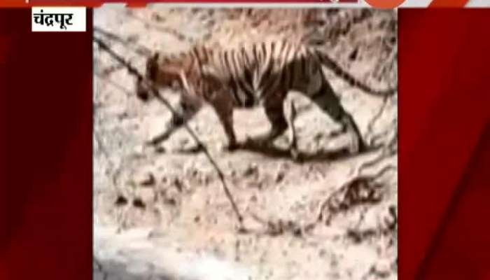 Chandrapur Forest Department Struggle To Catch A Tiger