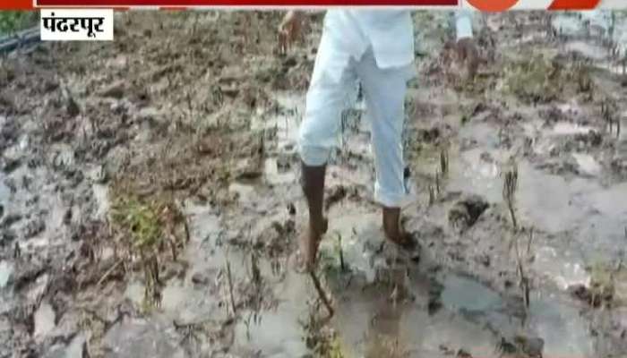 Pandharpur Swabhimani Shetkari Sanghatna Leader Raju Shetty On Wet Drought Help To Farmers