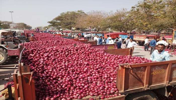 लासलगावमध्ये कांद्याच्या भावात आज ७०० रुपयांची घसरण