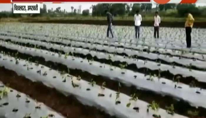 Amravati Chikaldhara Strawberry Farming Begins