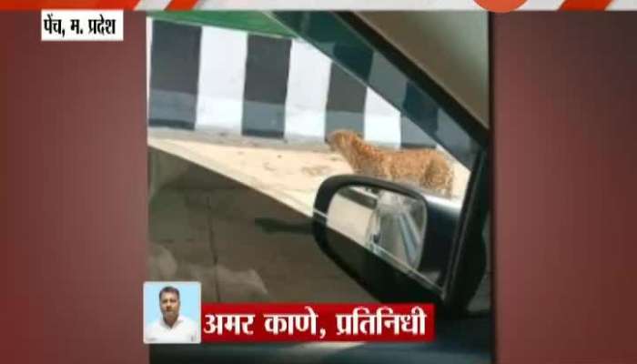 Madhya Pradseh,Pench Leopord Stuck In Nagpur-Jabalur Highway