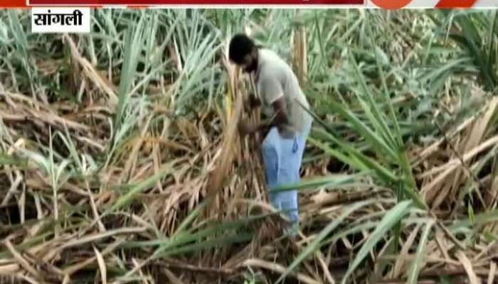 Sangli Farmer Not Satisfied With Help From Government