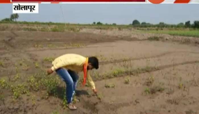 Solapur Farmers Not Satisfied With Government Help