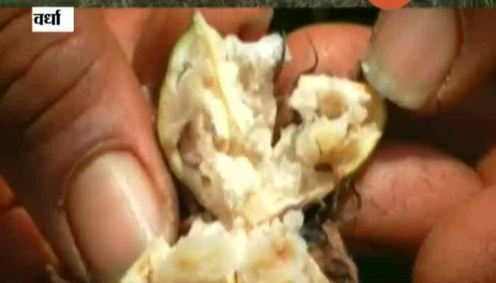 Wardha Cotton Producing Farmers In Problem From Attack Of Worms On Cotton